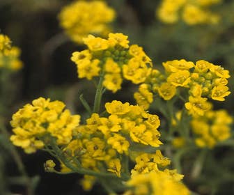 Schildkraut (Alyssum montanum)