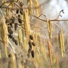 Schwarzerle (Alnus glutinosa)