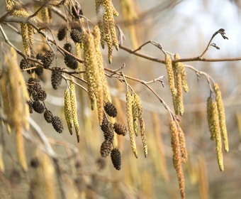 Schwarzerle (Alnus glutinosa)