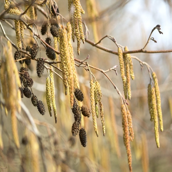Zwarte Els (Alnus glutinosa)
