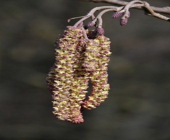 Schwarzerle, Wald-Erle (Alnus glutinosa)
