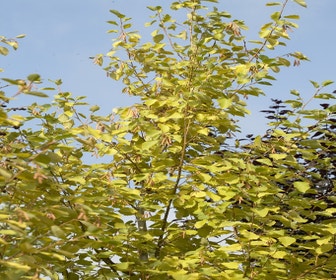 Grauerle (Alnus incana 'Aurea')