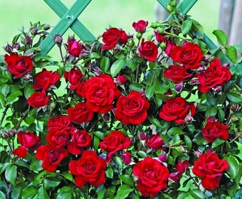Kletterrose (Rosa 'Amadeus')
