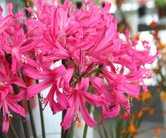 Amarine (Amarine Belladiva 'Anastasia')