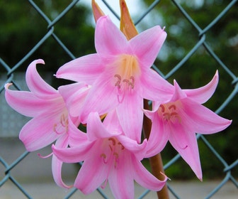 Garten-Amaryllis (Amaryllis belladonna)