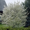 Kanadischer Felsenbirne (Amelanchier canadensis)