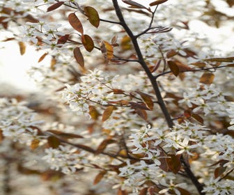 Johannisbeere auf Stamm (Amelanchier lamarckii)