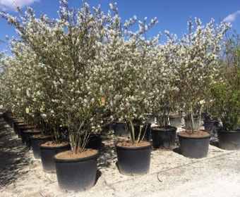 Mehrstämmige Felsenbirne (Amelanchier lamarckii)