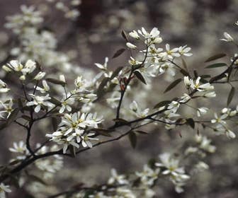 Johannisbeerbaum als Strauch (Amelanchier lamarckii)