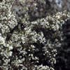 Johannisbeerbaum (Amelanchier laevis 'Ballerina')