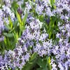 Blauer Stern (Amsonia 'Blue Ice') BIO