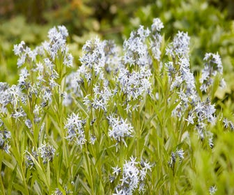 Blauer Stern (Amsonia ciliata)
