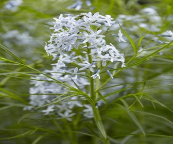 Blauer Stern (Amsonia hubrichtii)