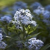 Blauer Stern (Amsonia tabernaemontana)