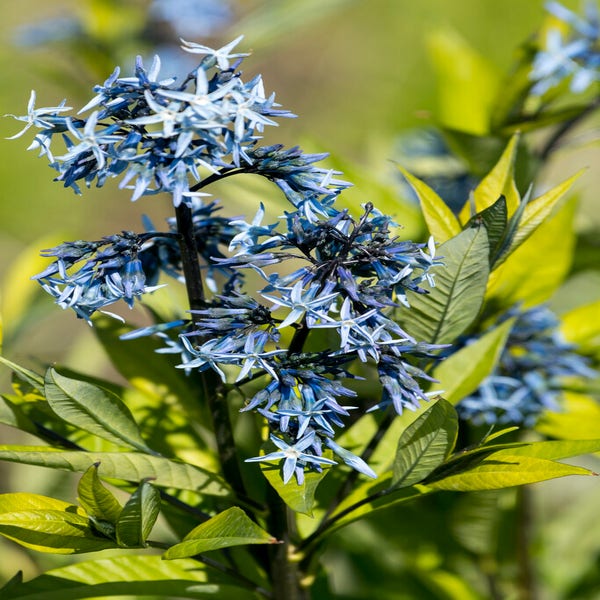 Blauer Stern (Amsonia tabernaemontana salicifolia)