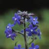 Ochsenzunge (Anchusa azurea 'Loddon Royalist')