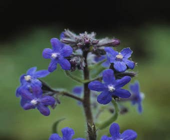 Ochsenzunge (Anchusa azurea 'Loddon Royalist')