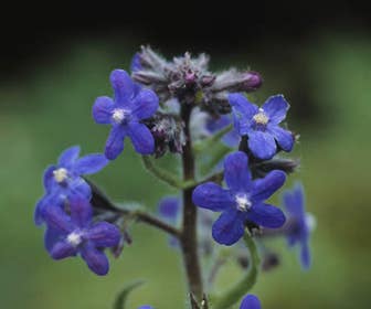 Ochsenzunge (Anchusa azurea 'Loddon Royalist')
