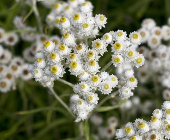Sibirischer Edelweiß (Anaphalis margaritacea)