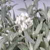 Weiße Knäuel (Anaphalis triplinervis 'Silberregen')