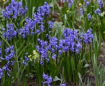Hyazinthe (Hyacinthus 'Anastasia')