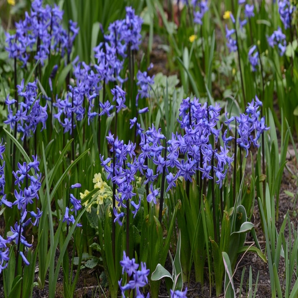 Hyazinthe (Hyacinthus 'Anastasia')