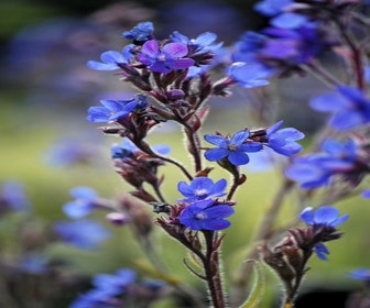 Ochsenzunge (Anchusa azurea 'Dropmore')