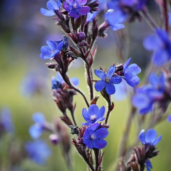 Ochsenzunge (Anchusa azurea 'Dropmore')