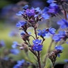 Ochsenzunge (Anchusa azurea 'Dropmore')