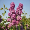 Flieder auf Stamm (Syringa 'Andenken an Ludwig Spath')