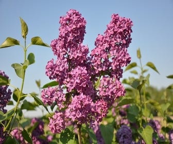 Flieder auf Stamm (Syringa 'Andenken an Ludwig Spath')