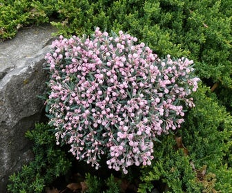 Lavendelheide (Andromeda polifolia 'Blue Ice')