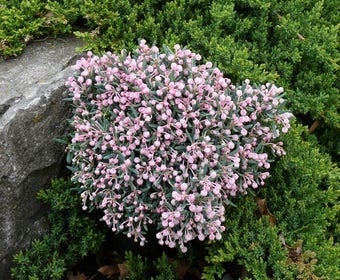 Lavendelheide (Andromeda polifolia 'Blue Ice')