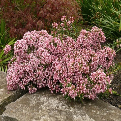 Lavendelheide (Andromeda polifolia 'Nikko')