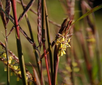 Bartgras (Andropogon gerardii)