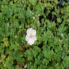 Anemone (Anemone Dreaming Swan)