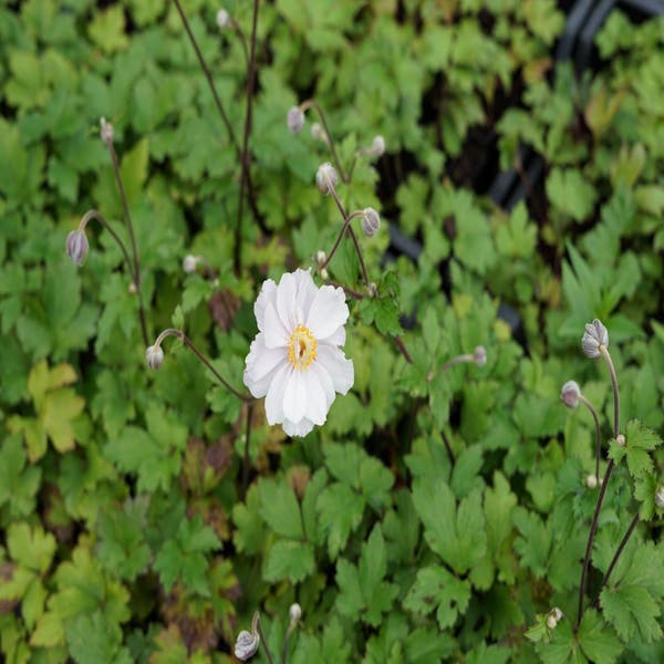 Anemone (Anemone Dreaming Swan)