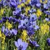 Anemonen/Narzissen Mix (Anemone 'Mr. Fokker' und Narcissus 'Twinkling Yellow')