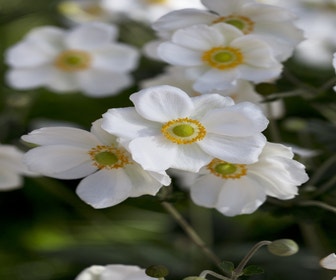 Anemone (Anemone 'Andrea Atkinson')