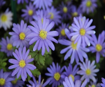 Echte Waldanemone (Anemone blanda 'Blue Shades')