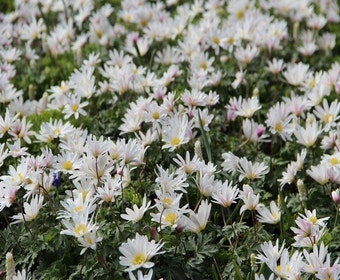 Anemone (Anemone Blanda 'White Splendour')