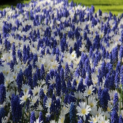 Anemone 'White Splendour' & Muscari 'Blue Magic'
