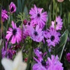 Anemonen (Anemone coronaria 'Admiral')