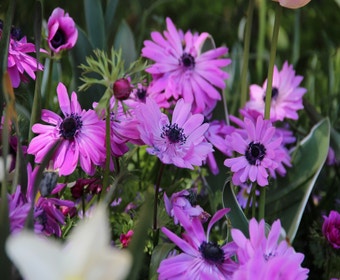 Anemonen (Anemone coronaria 'Admiral')