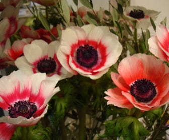 Anemone (Anemone coronaria -bicolor type-)