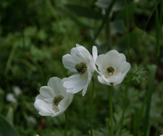 Anemone (Anemone coronaria 'Bride')