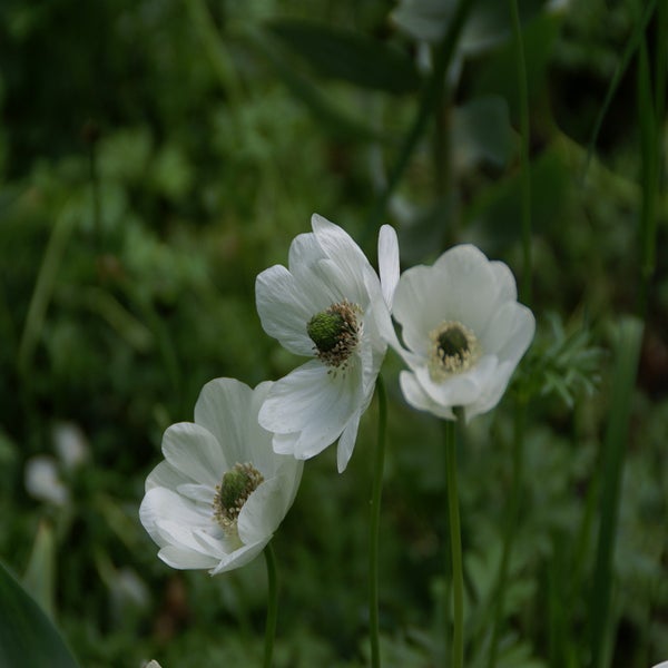 Anemone coronaria 'Bride' (Anemoon)
