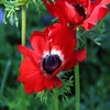 Anemone (Anemone coronaria 'Hollandia')