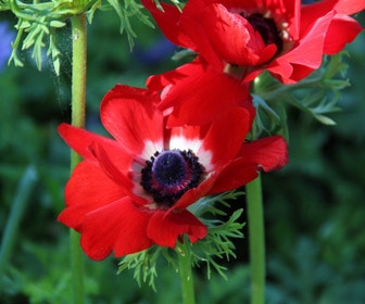 Anemone (Anemone coronaria 'Hollandia')
