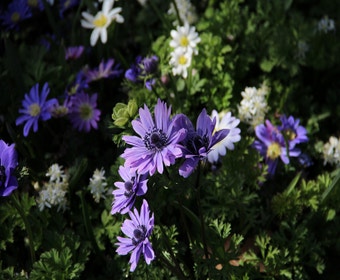 Anemone (Anemone coronaria 'Lord Lieutenant')